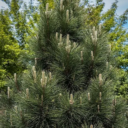 Domino Villa Palanga