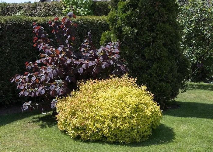 Domino * פלאנגה