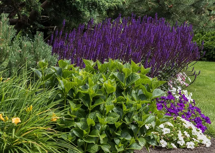 Domino Паланга