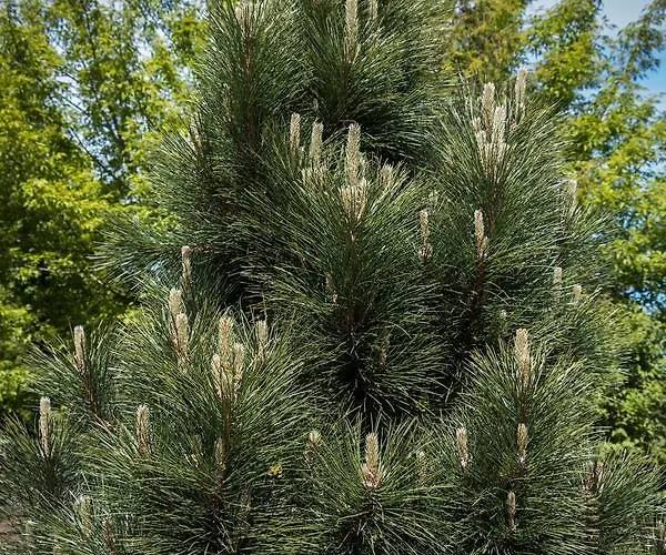 Domino וילה פלאנגה